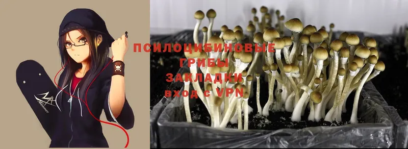 цены   Губкин  Псилоцибиновые грибы MAGIC MUSHROOMS 